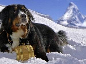 snow, dog, barrel