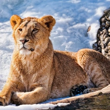 Beatyfull, Lion, snow, young