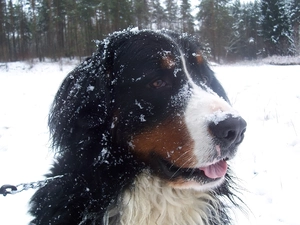 Bernese Mountain Dog, snow