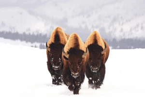 snow, Three, bison