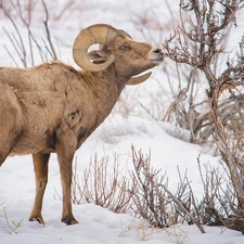 snow, mouflon, Bush