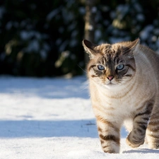 snow, Gray, cat