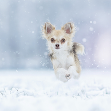 snow, dog, Chihuahua