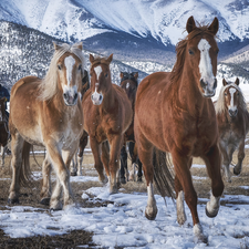 rider, bloodstock, winter, snow, Mountains, cowboy