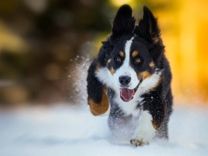 Bernese Mountain Dog, gear, snow, Puppy