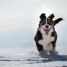 Bernese Mountain Dog, winter, snow, gear