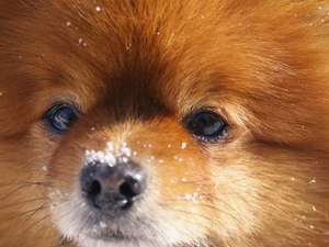 snow, muzzle, doggy