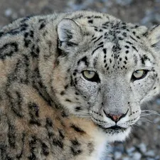 Eyes, cat, snow leopard