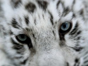 snow leopard, Eyes