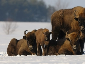 snow, bison, Family