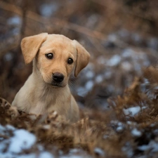 dry, Puppy, Fern, snow, Leaf, Labrador Retriever