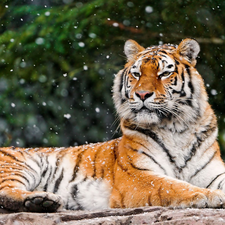 snow, tiger, flakes