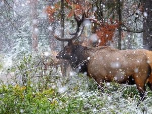 incident, snow, forest, Plants, deer
