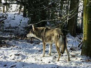 snow, Saarlooswolfhond, forest
