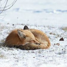 Fox, grass, Bush, snow