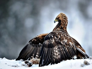 snow, Eagle Front