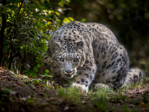 snow leopard, grass