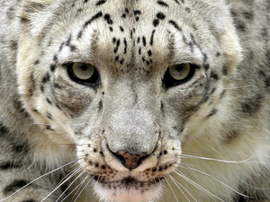 snow leopard, Head
