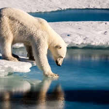 Icecream, Polar bear, snow