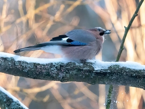 Bird, branch pics, snow, Eurasian Jay