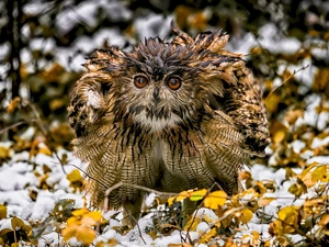 snow, owl, Leaf
