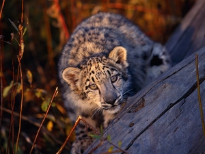 Snow Leopard