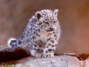 snow leopard