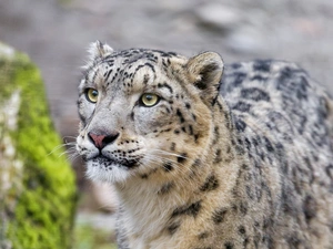 snow leopard