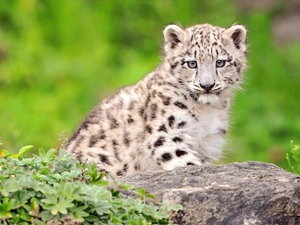 snow leopard