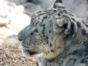 Snow Leopard