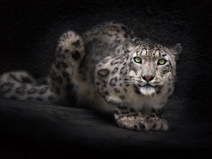 Eyes, snow leopard, green ones