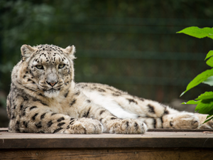 leaves, snow leopard, green ones