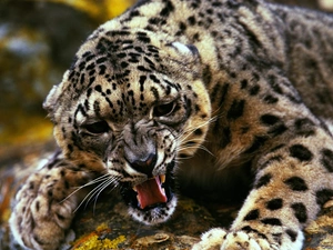 Panther, snow leopard, Rocks, snow