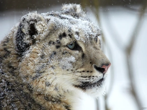snow, snow leopard