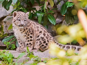 small, snow leopard, leaves, snowy