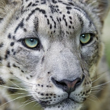 snow leopard