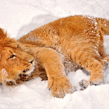 Lion, snow