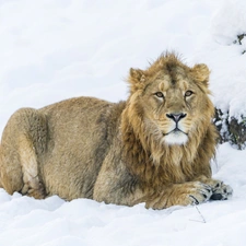 Lion, snow