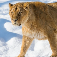 Lioness, snow