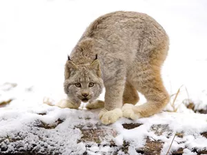snow, lurking, Lynx