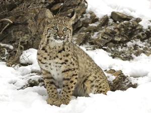 snow, Lynx