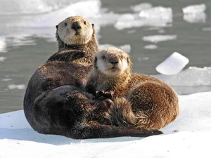 snow, Two, otters