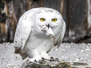 owl, mouse, hunting, snow