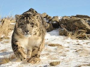 winter, snow leopard, snow, rocks, Panther