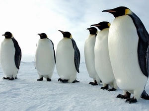snow, six, penguins