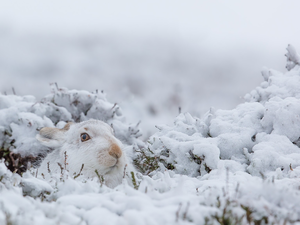 White, snow, Plants, Wild Rabbit