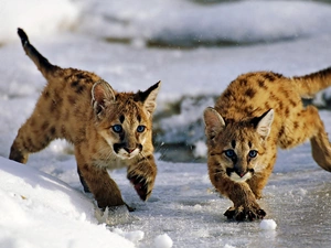 Icecream, snow, Puma, winter, Two