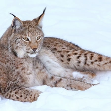 snow, Lynx, resting