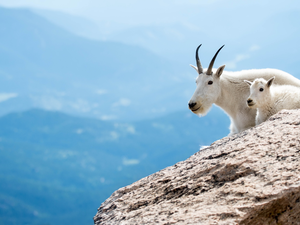 Snow Goats, rocks