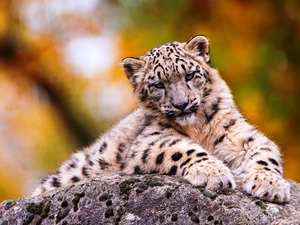 snow leopard, Rocks